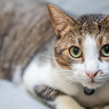 Gallery Rooms- Palazzo D'ali' Staiti Xix 3*